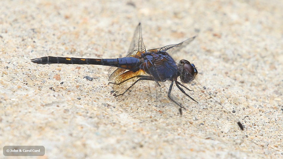 J17_2934 Trithemis festiva male.JPG